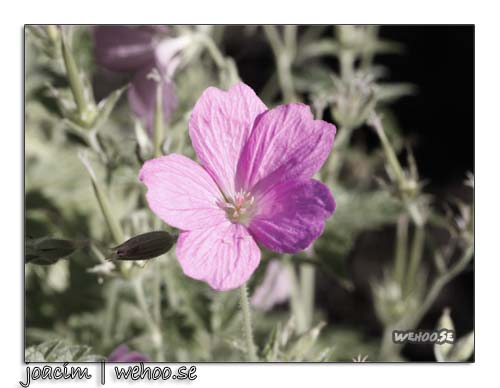 6311blomma